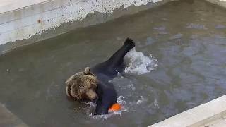 Мансуркины заплывы, пока набирается бассейн🌊🐻