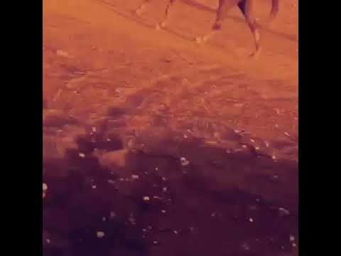 الخيال سعيد راشد المهداني