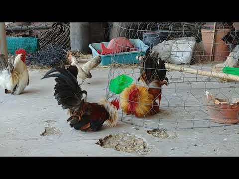 Đại Chiến Giữa Gà Tre Thái vs Tre Serama|Tại Trại Gà Tre Thái | Bantam chicken native of ThaiLand | Foci