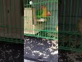 Ciri Lovebird Bertelur