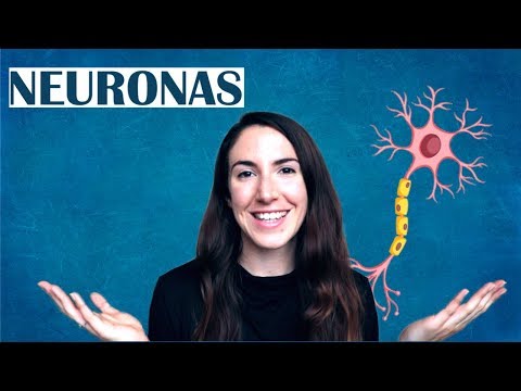Qué son las neuronas - El diccionario del cerebro