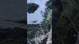 Kwikstaarten In Het Lake District Van Cumbria Aan Het Eten