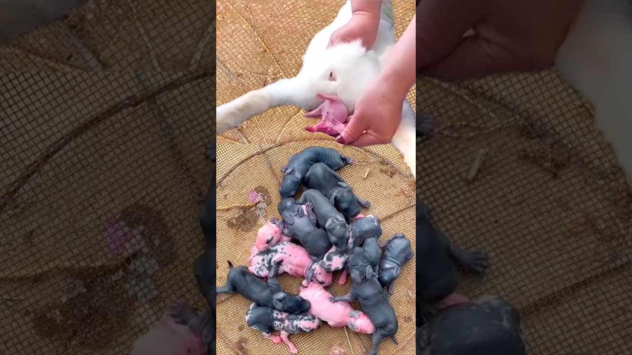 Rabbit Growth - Cute Baby Rabbit 1 To 16 Days 