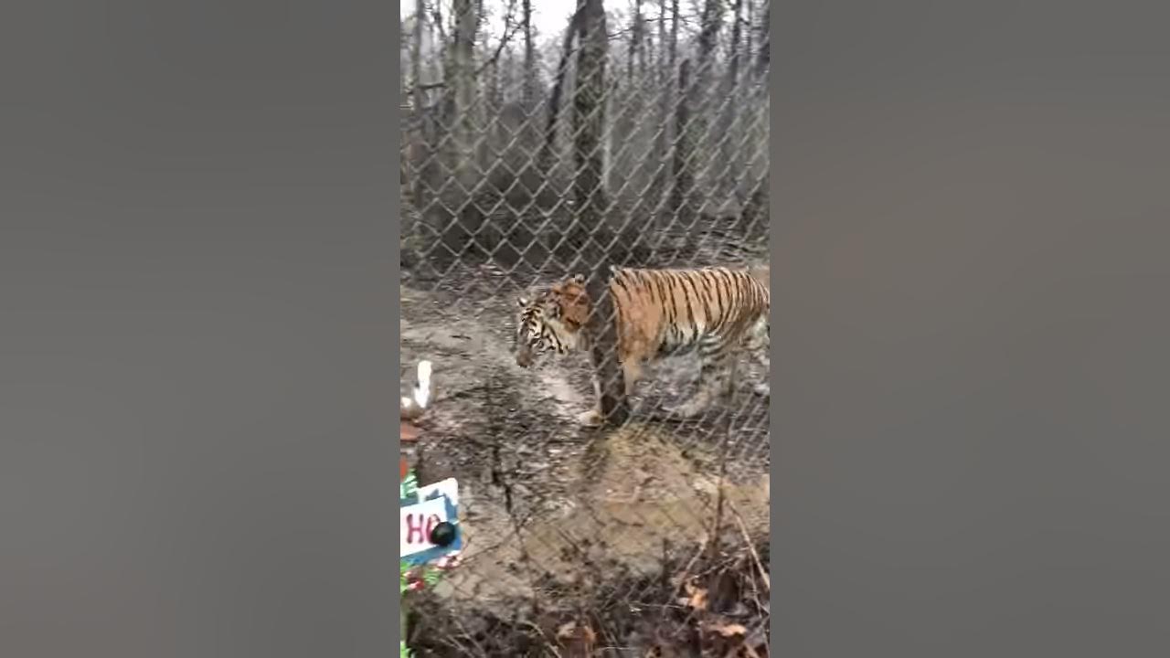 Tiger Chuffing YouTube