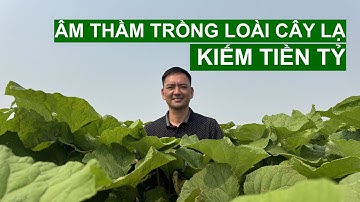 Âm Thầm Trồng Loài Cây Lạ Giúp Thanh Niên Hải Dương Kiếm Tiền Tỷ | Người Đặc Biệt