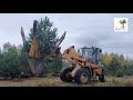 Пересадка деревьев техникой в СПб