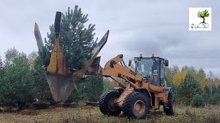 Пересадка деревьев техникой в СПб