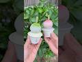 自家製ジェラートを餅で包んだ新感覚スイーツ🍨 #japanesefood
