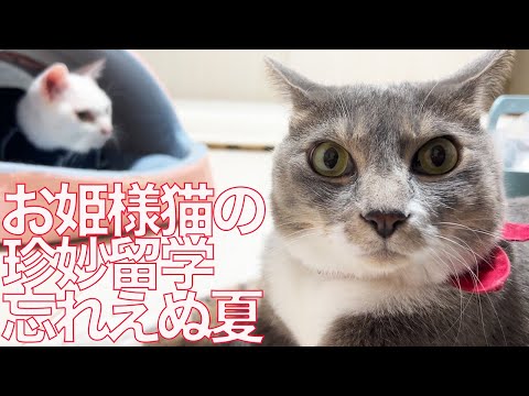 緊急預かりのお姫様猫、珍妙留学の忘れえぬ夏 The Summer course