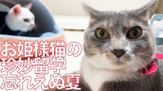ねこ@おまとめ歓迎  No. 147] ~I'm sorry~ 2025.07.12 - YouTube