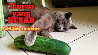 This is the reaction of a kitten when it first sees a cucumber