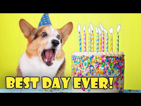 My CORGI'S Best Day Ever (Birthday Surprise!) || Life After College: Ep. 750