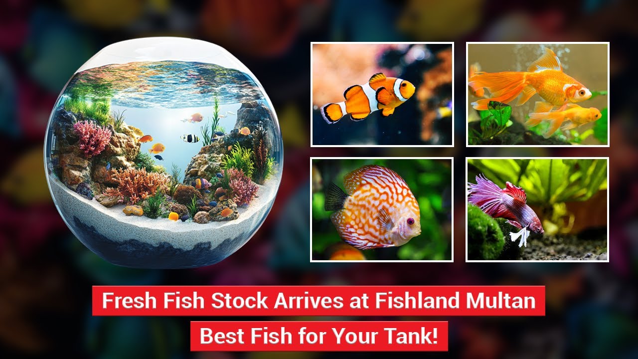 Multan Fish Fresh Fish Stock Arrives at Fishland Multan – Best Fish for Your Tank ...