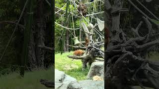 That Friday Feeling Hit This Orangutan Hard! 😂🦧 #shorts