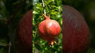 Tree Fresh Pomegranate Cut Open on Branch! 🍎✨#shorts