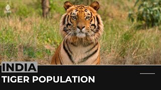 India’s tiger population tops 3,000, survey finds