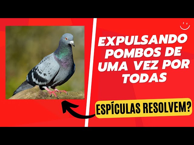 Posso ter um pombo como bicho de estimação? Veterinário tira dúvidas