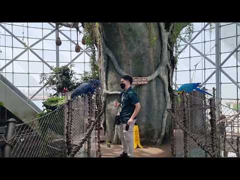 Feeding of parrots