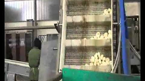 Duett 150 - Optical sorting for fresh onions peeled - by Protec