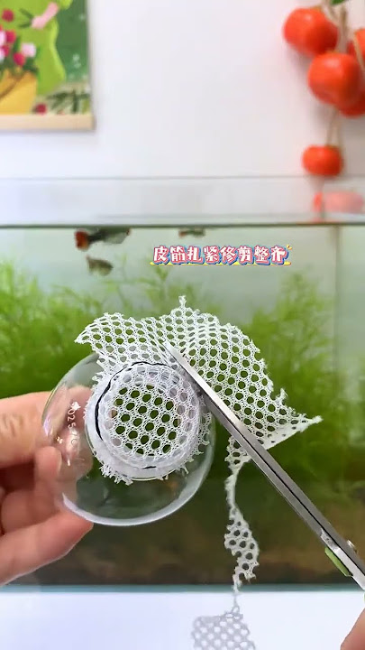 When the guppy is giving birth, you must put this little thing in the tank #fish #guppy #fishtank