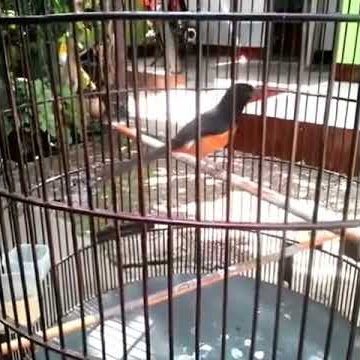 murai batu suara trucukan