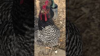 Winter sun bathing chickens #chicken #chickens #animals #farming #farmer #homestead #farmanimals