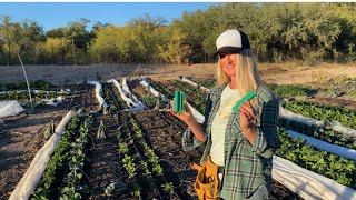 We've Been Experimenting with "Magnetic Water" using PlantsurgeUSA on our New Market Garden!