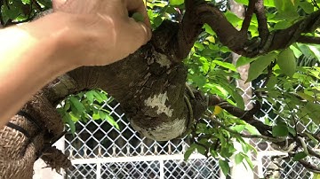 Hướng dẫn cắt giật, cắt chuyền cho cây bonsai P2