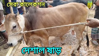 নলফমর গর হট দশল ষড গরর বজর জন নন আজকর বজর Dasi Cow Nilphamari
