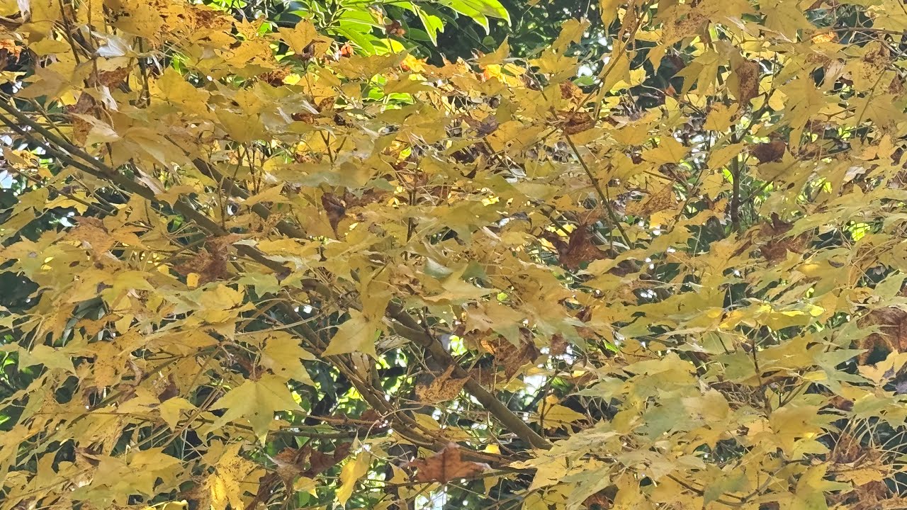 114.12.08 花博圓山園區散步行 12.10￼花卉中心