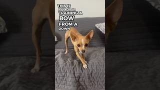 BOW from a DOWN - dog trick training hack