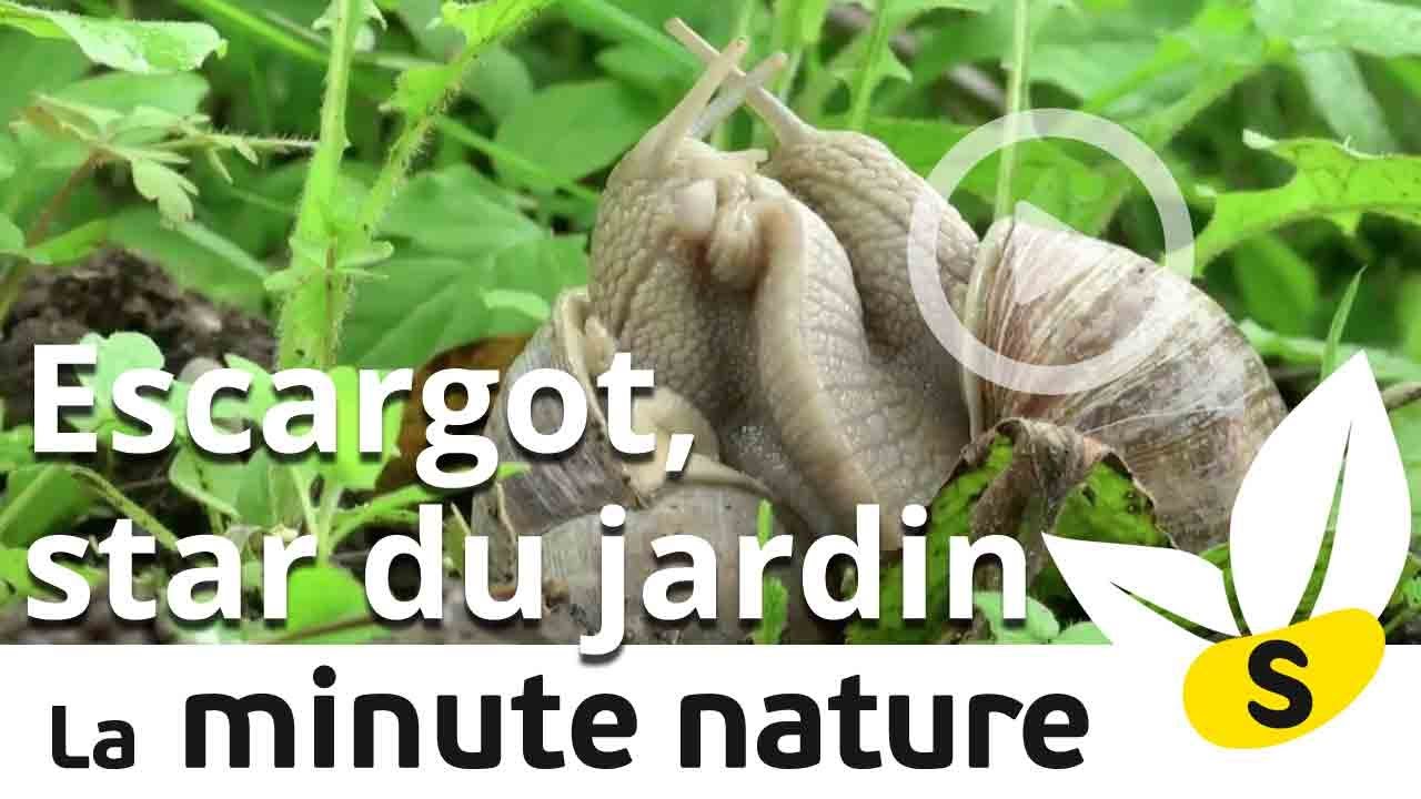 ESCARGOT, STAR DU JARDIN ! (No 45)