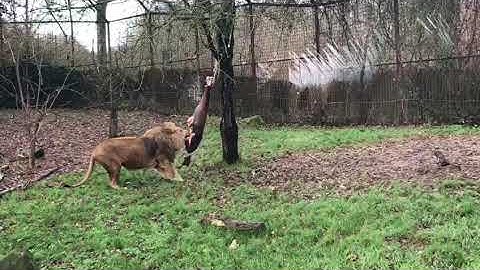 GaiaZOO Video-Update: voedertijd bij de leeuwen!