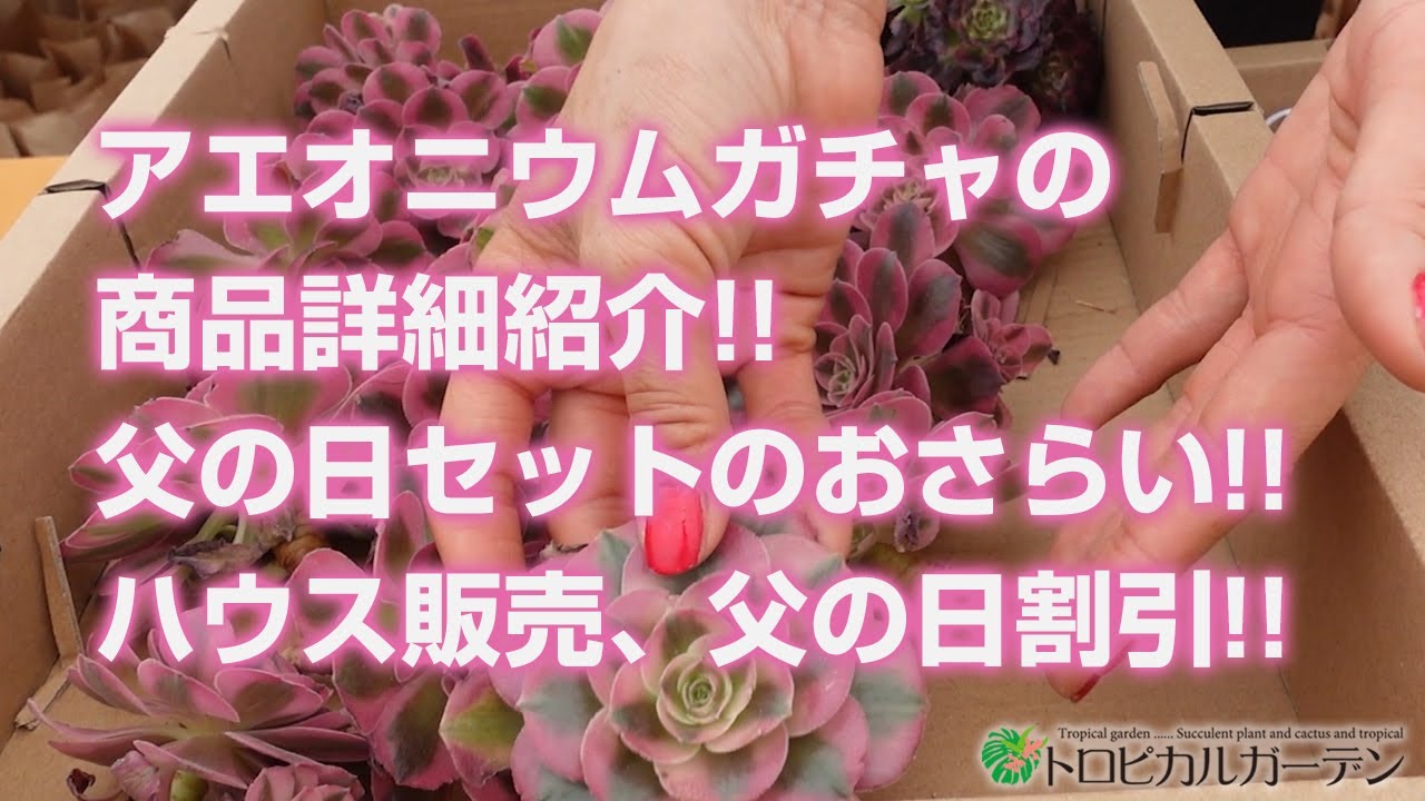多肉植物】アエオニウムガチャの商品詳細紹介!!父の日セットのおさらい