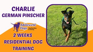 Charlie the German Pinscher  2 Weeks Residential Dog Training