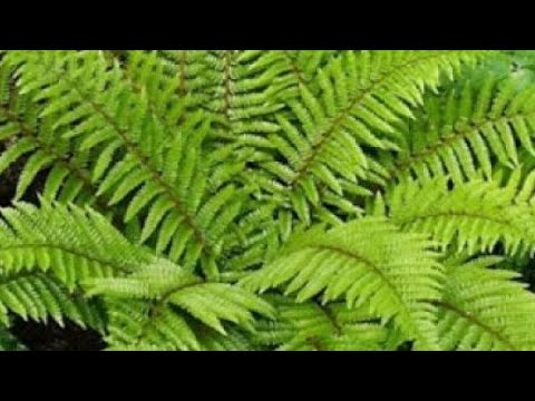 Βίντεο: Περιποίηση φυτών Ruscus - Πώς να καλλιεργήσετε φυτά Ruscus στους κήπους