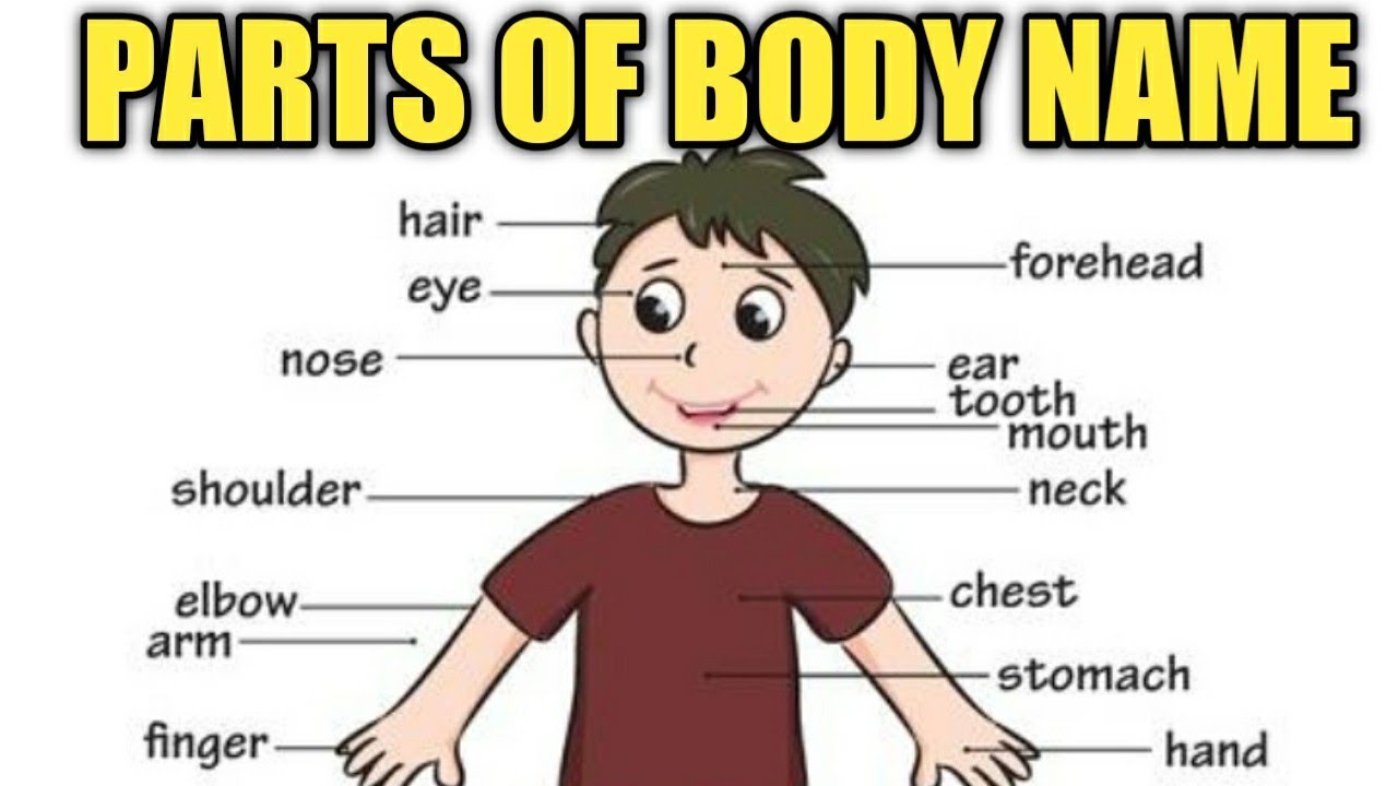 Английские слова голова. Body Parts. Body Parts Vocabulary. Body Parts for Kids. Bodyparts упражнения.