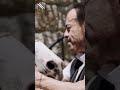 يسعد صباحك شوحلو نقولا اغاني اكسبلور طرب Music جديد تصميمي حالات واتس جديد اغاني 2024 
