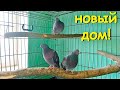 Большая клетка для кабачков. The new big cage for pigeons