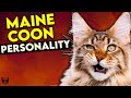 Maine Coon Cat Personality: This Video Will Make You Want One! の動画、YouTube動画。