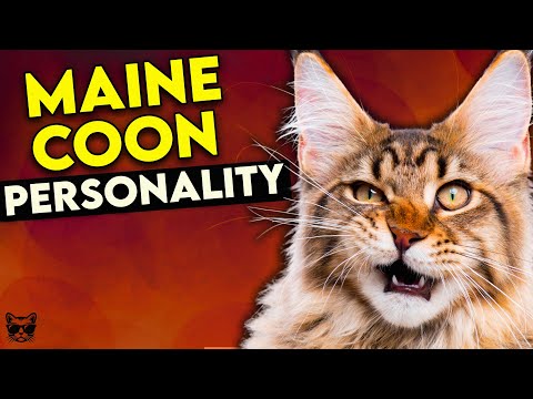 Video: Maine Coon: Beskrivning Av Rasen, Natur Och Vanor, Underhåll Och Utfodring, Vikt Per Månad, Foto Med En Person, Ungefärligt Pris, Recensioner