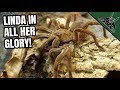 All About LINDA - World BIGGEST TARANTULA species