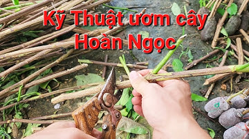Cách Ươm Cây Hoàn Ngọc Đơn Giản, Tỷ Lệ Sống Cao