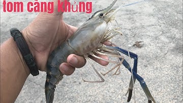 CÂU TOM.Mùa NƯớc xuống.chúng con nước.dính toàn tom càng xanh PHÀ VÀM CỐNG SÔNG HẬU(FISHING)