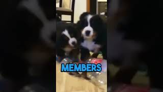 The Bernese Mountain Dog, Pawsitively Fascinating: Fun Dog Facts