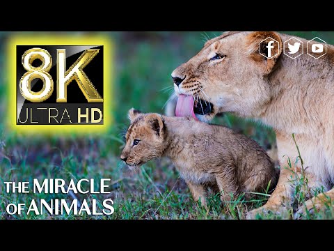 The Miracle of Animals Nature Sounds Relaxing Music with Birds Chirping