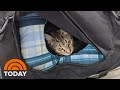 Bomb Squad Unexpectedly Rescues A Bag Full Of Kittens | TODAY