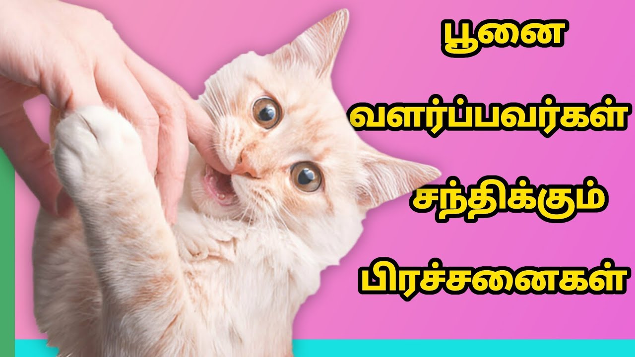 பூனை வளர்ப்பவர்கள் அதிகம் சந்திக்கும் 10 பிரச்சனைகள் | Top 10 Problems faced by cat owners