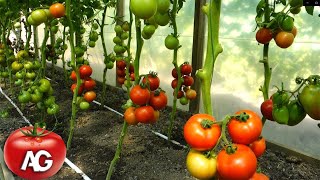 NEVER REMOVE SUCKERS AND LEAVES FROM TOMATOES ON THIS DAY