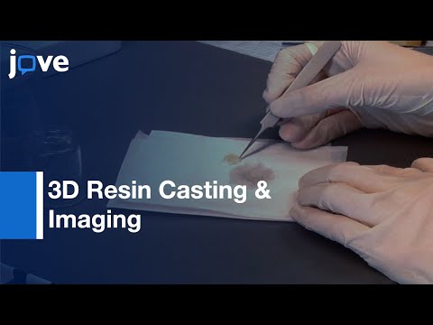 3D Resin Casting & Imaging Of Mouse Portal Vein Or Intrahepatic Bile Duct System l Protocol Preview